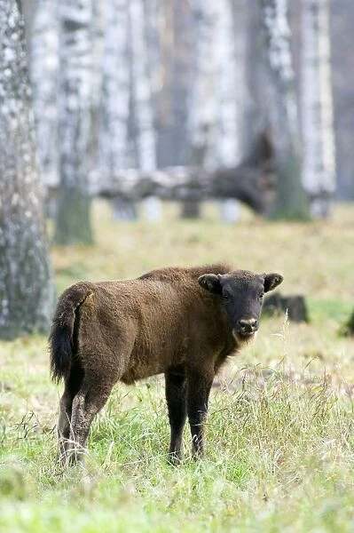 European Bison - young calf - a member of a larger herd living wild but fed supplementary - enclosure in a birch-forest of Okskii Wildlife Reserve - near Ryazan - central Russia - autumn - September Ok39. 1503