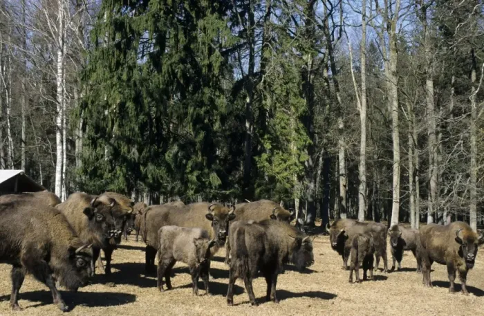 Framed Print : European Bisons - Bialowieza Nature Park - graze and being feed with turnips at the feeding spot in the forest - the herd of bisons comes at the same time to be supplementary fed every day - Belorussia - Spring Bl31. 0531 Framed Print : European Bisons - Bialowieza Nature Park - graze and being feed with turnips at the feeding spot in the forest - the herd of bisons comes at the same time to be supplementary fed every day - Belorussia - Spring Bl31. 0531
