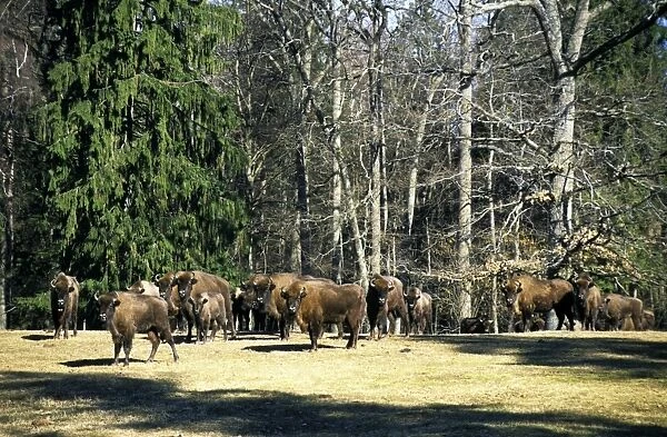 European Bisons - large herd - Bialowieza Nature Park - in a clearing in a forest - the herd of bisons comes at the same time for supplementary feeding every day - Belorussia - Spring Bl31. 2161