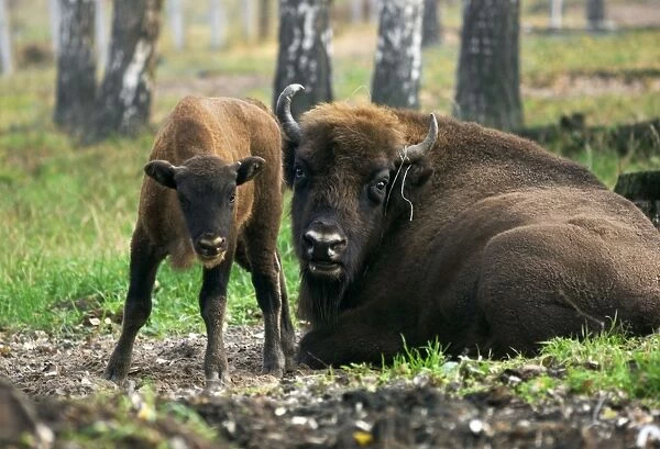 European Bisons - young calf and a huge male - react defensively seeing a visitor while resting together after feeding - a part of a larger herd living wild but fed supplementary - enclosure in a birch-forest of Okskii Wildlife Reserve - near Ryazan