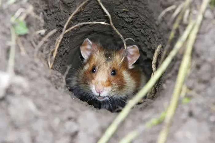 Framed Print : European / Black-bellied Hamster - in burrow. Alsace - France Framed Print : European / Black-bellied Hamster - in burrow. Alsace - France