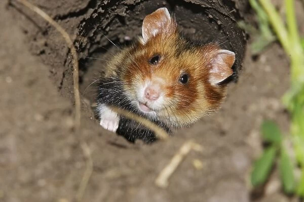 European  /  Black-bellied Hamster - in burrow. Alsace - France
