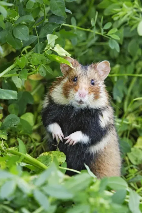 Framed Print : European / Black-bellied Hamster - on hind legs. Alsace - France Framed Print : European / Black-bellied Hamster - on hind legs. Alsace - France