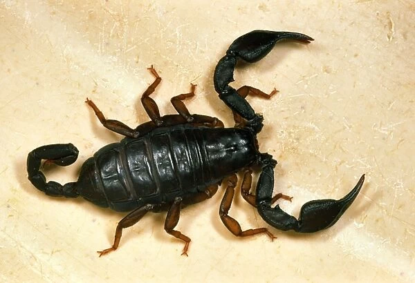 European Black Scorpion - This specimen found in a house in Reading, UK – probably imported in holiday baggage Widespread in southern Europe