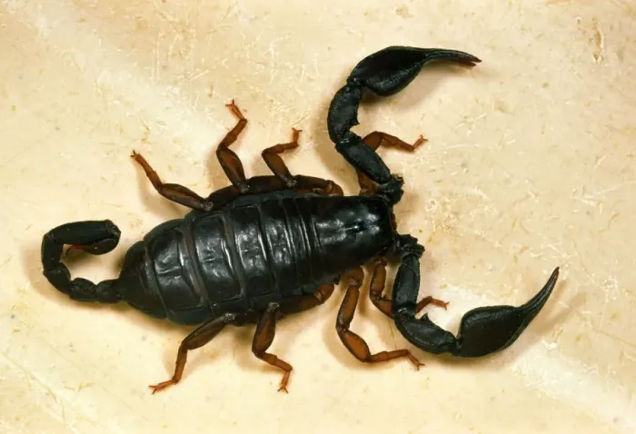 Framed Print : European Black Scorpion - This specimen found in a house in Reading, UK – probably imported in holiday baggage Widespread in southern Europe Framed Print : European Black Scorpion - This specimen found in a house in Reading, UK – probably imported in holiday baggage Widespread in southern Europe
