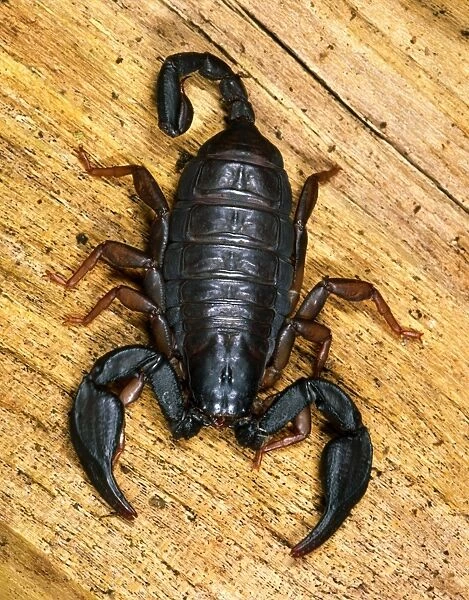 European Black Scorpion - This specimen found in a house in Reading, Berkshire, UK – probably imported in holiday baggage Widespread in southern Europe