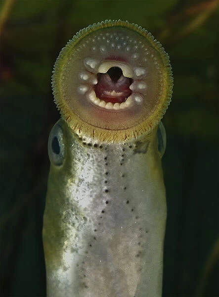 European brook lamprey, Lampetra planeri, mouth detail. They live in clear, well-oxygenated brooks. Tagus drainage, Portugal