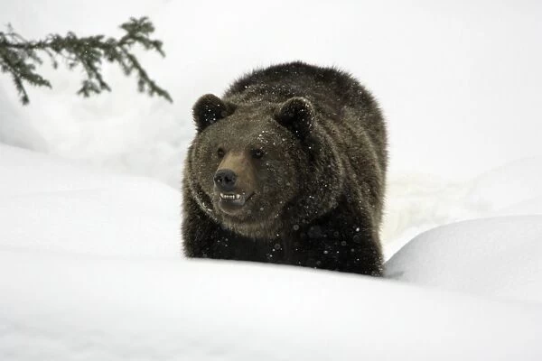 European Brown Bear- adult in snow, winter Bavaria, Germany