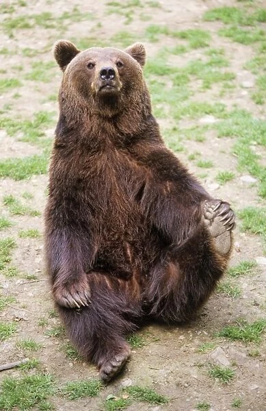European Brown Bear - begging for food