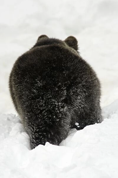 European Brown Bear- from behind, in snow, winter Bavaria, Germany