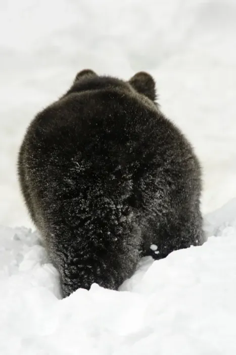 Framed Print : European Brown Bear- from behind, in snow, winter Bavaria, Germany Framed Print : European Brown Bear- from behind, in snow, winter Bavaria, Germany