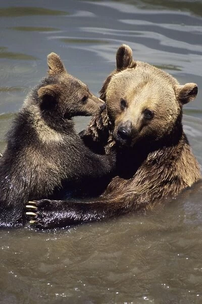 European Brown Bear - cub playing with mother in water. Bavaria, Germany