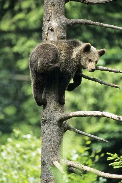 European Brown Bear - cub playing in tree. Bavaria, Germany