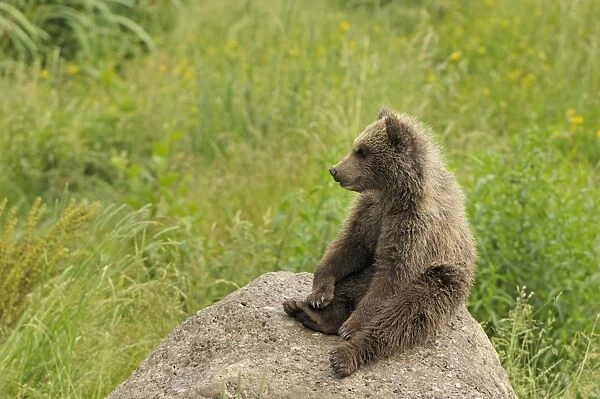 European Brown Bear - cub sitting on a rock, Germany