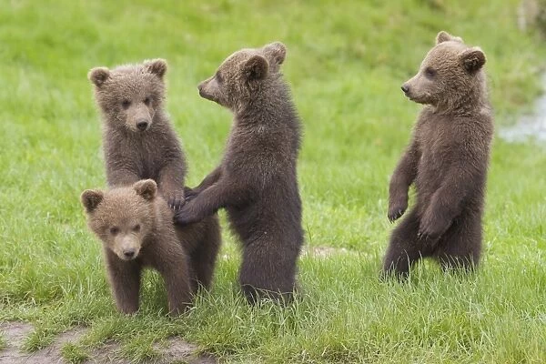 European Brown Bear cubs