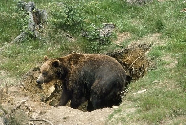 European Brown Bear - in den