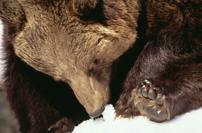 Framed Print : European Brown Bear Eating snow Framed Print : European Brown Bear Eating snow