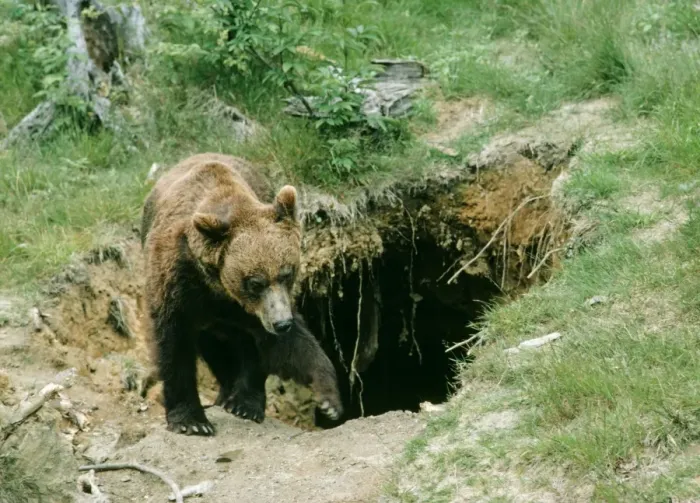 Framed Print : European Brown Bear - emerging from den Framed Print : European Brown Bear - emerging from den