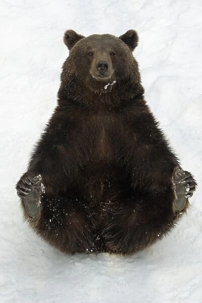 European Brown Bear - Female sitting in snow