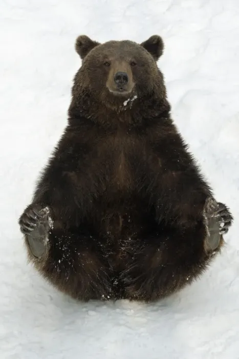 Framed Print : European Brown Bear - Female sitting in snow Framed Print : European Brown Bear - Female sitting in snow