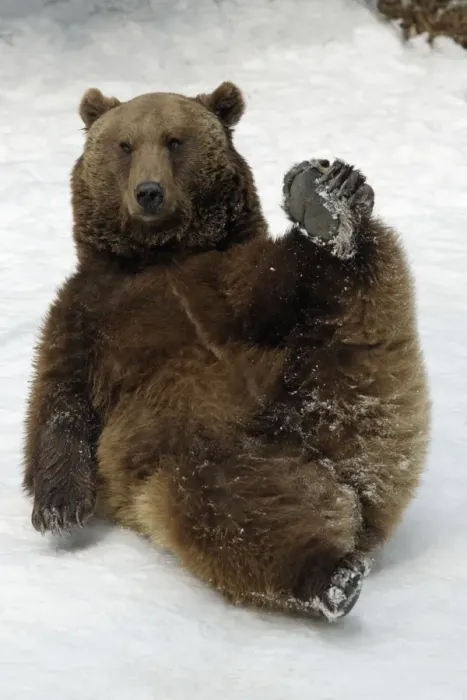 Framed Print : European Brown Bear - Male lying in snow, resting Framed Print : European Brown Bear - Male lying in snow, resting