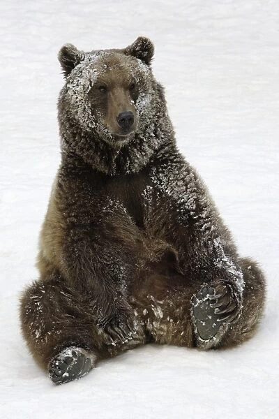 European Brown Bear - Male, resting after playing in snow