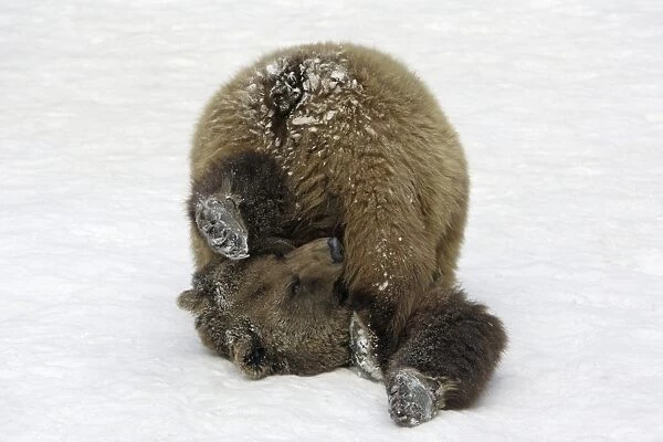 European Brown Bear - Male, rolling in snow, playing