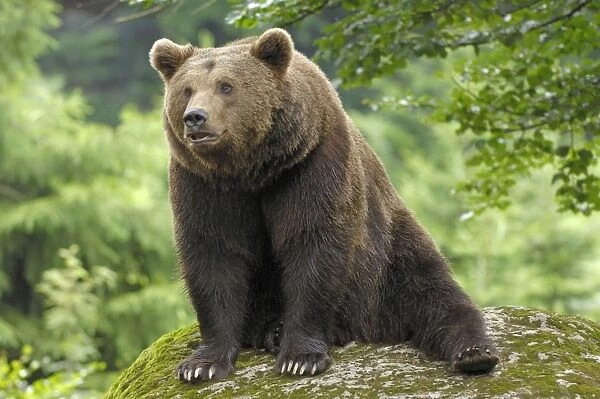European Brown Bear - male sitting on a rock - Germany