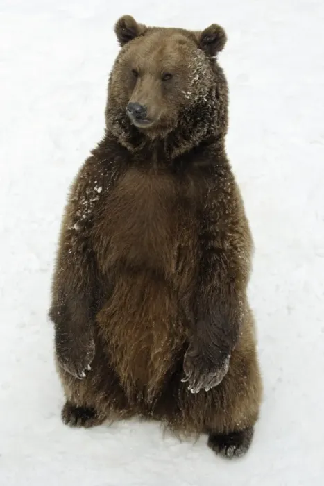 Framed Print : European Brown Bear - Male standing in snow Framed Print : European Brown Bear - Male standing in snow