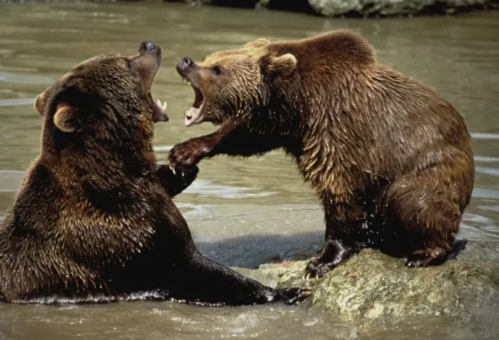 Framed Print : European Brown Bear - two playing Framed Print : European Brown Bear - two playing