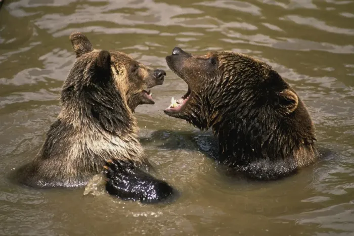 Framed Print : European Brown Bear - two playing in water Framed Print : European Brown Bear - two playing in water