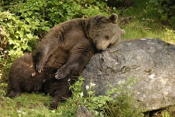 European Brown Bear - resting on rock. Germany