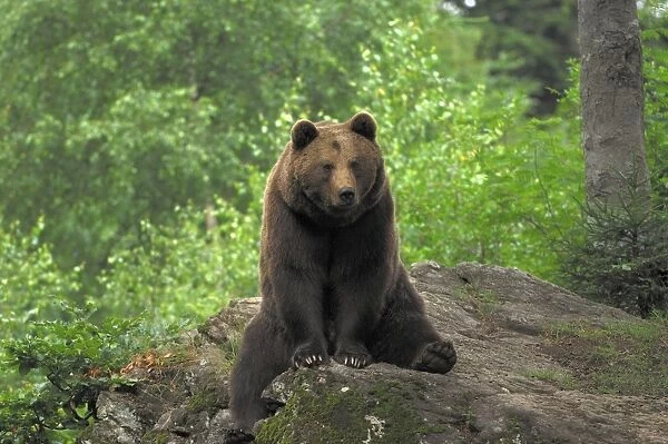 European Brown Bear - sitting on a rock, Germany