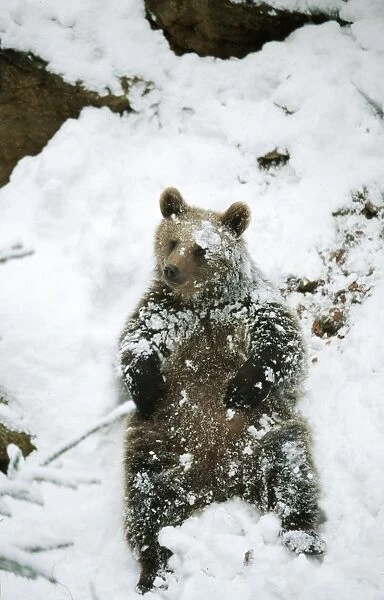 European Brown Bear Sitting in snow