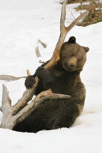 European brown bear in snow, Germany