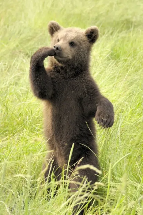Framed Print : European Brown Bear - spring cub standing upright - Germany Framed Print : European Brown Bear - spring cub standing upright - Germany