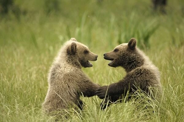 European Brown Bear - spring cubs playing - Germany