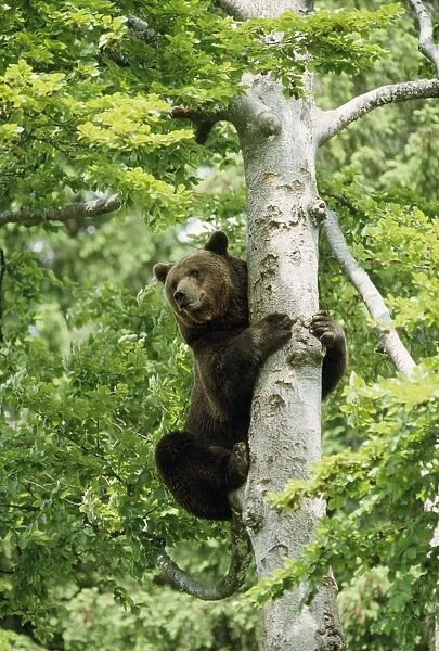 European Brown Bear - up a tree