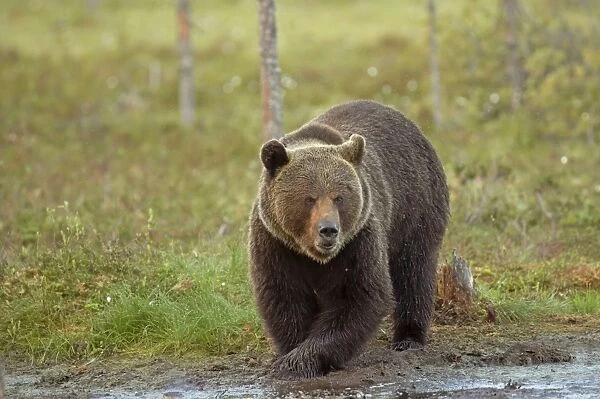 European Brown Bear Ursus arctos arctos Eastern Finland MA001632