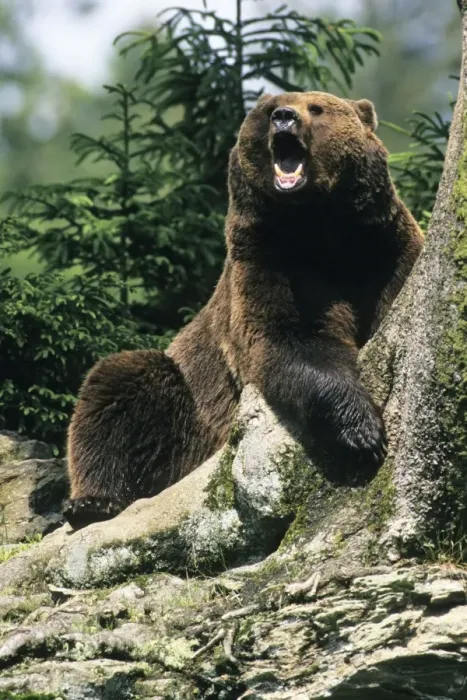 Framed Print : European Brown Bear - yawning, Bavarian Forest, Germany Framed Print : European Brown Bear - yawning, Bavarian Forest, Germany
