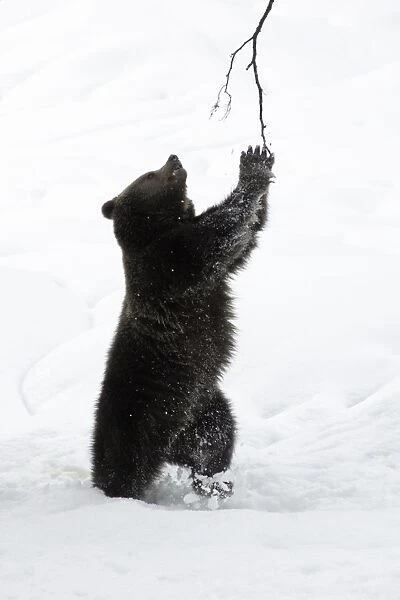 European Brown Bear- young animal playing with branch in snow Bavaria, Germany