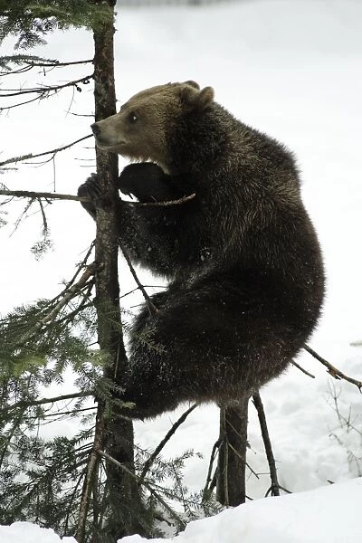 European Brown Bear- young animal sitting on fir tree stump, playing Bavaria, Germany