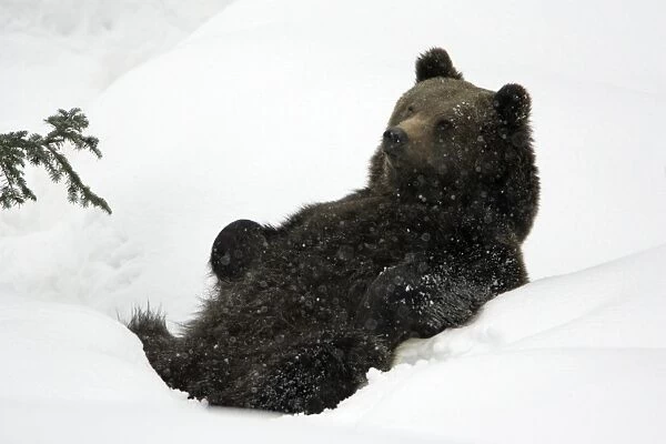 European Brown Bear- young animal sitting in snow Bavaria, Germany