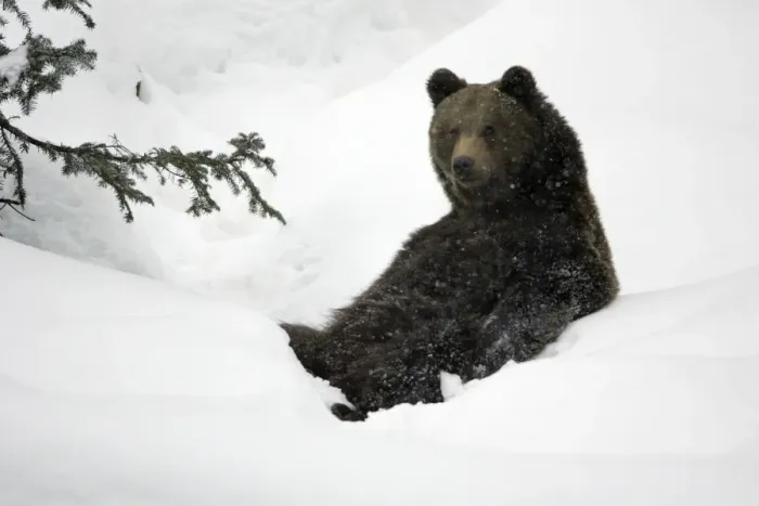 Framed Print : European Brown Bear- young animal sitting in snow Bavaria, Germany Framed Print : European Brown Bear- young animal sitting in snow Bavaria, Germany