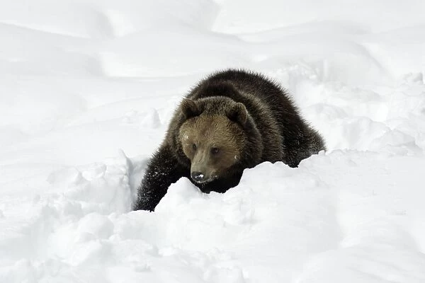 European Brown Bear- young animal in snow Bavaria, Germany
