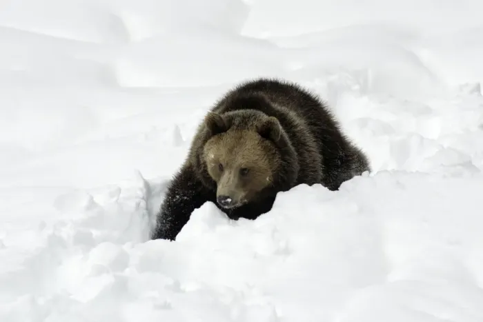 Framed Print : European Brown Bear- young animal in snow Bavaria, Germany Framed Print : European Brown Bear- young animal in snow Bavaria, Germany