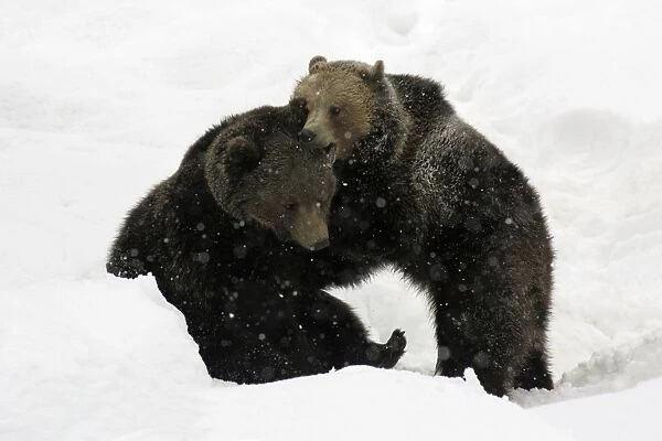 European Brown Bear- young animals playing in snow Bavaria, Germany