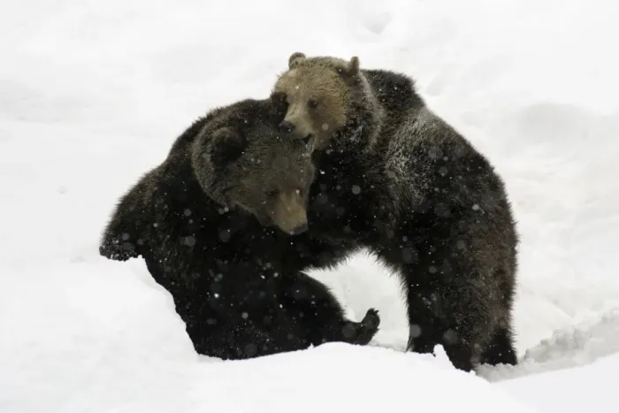 Framed Print : European Brown Bear- young animals playing in snow Bavaria, Germany Framed Print : European Brown Bear- young animals playing in snow Bavaria, Germany