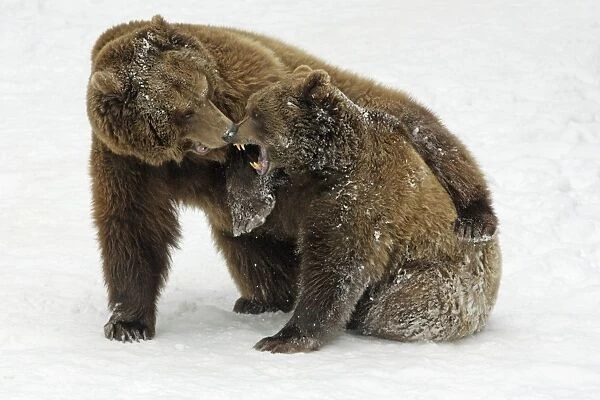 European Brown Bears - Male (on left) and female play-fighting in snow, part of courtship ritual
