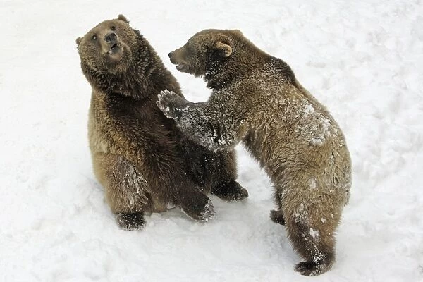 European Brown Bears - Male (on left) and female play-fighting in snow, part of courtship ritual